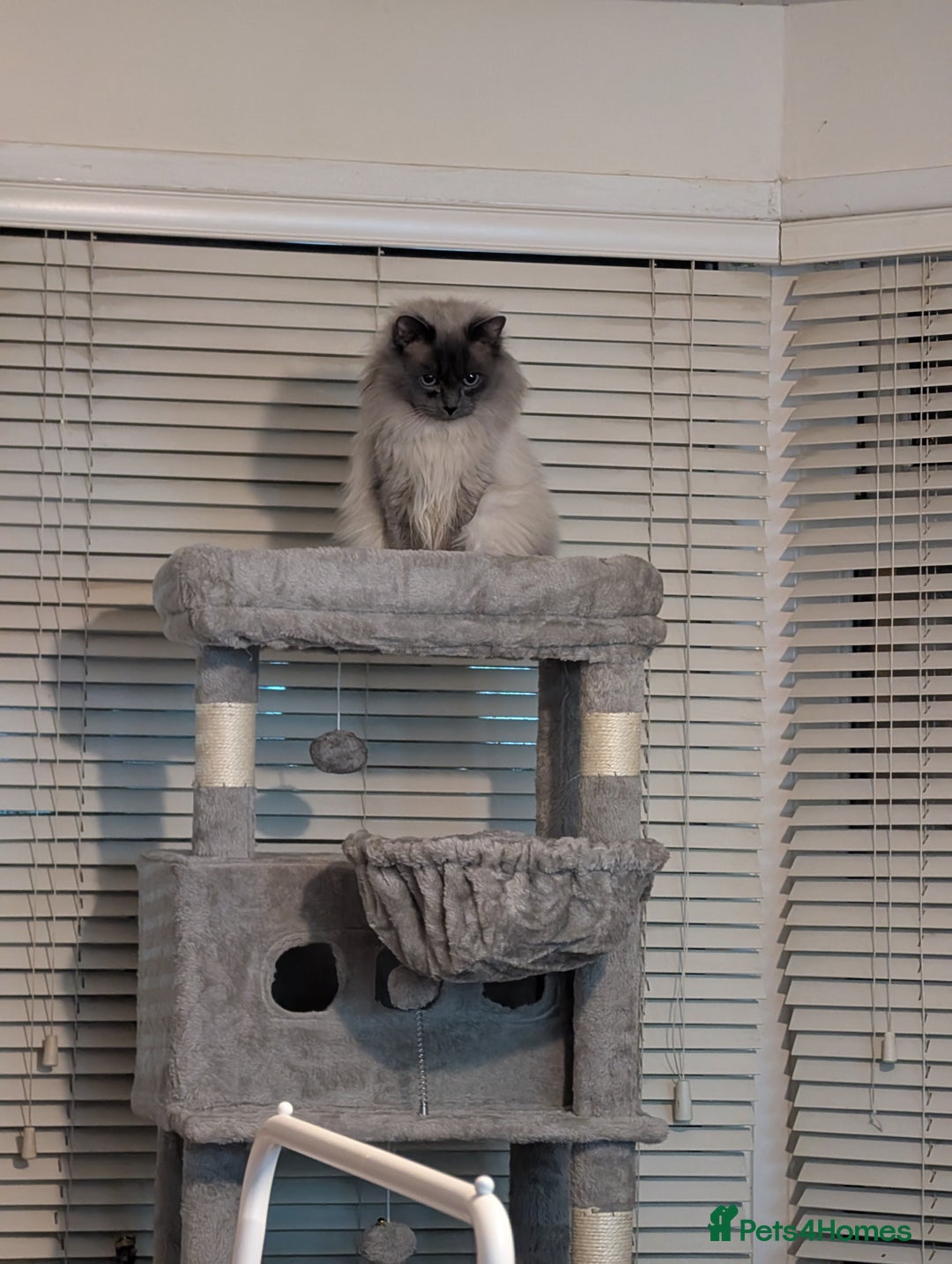 Ragdoll cats for sale: Ragdoll kittens - Image 6