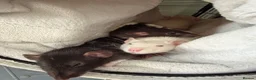 Rat rodents for sale: Rats  in Lincoln - Advert 3
