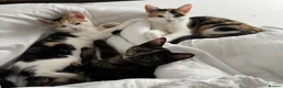 British Shorthair cats for sale: Beautiful Calico & Tortoiseshell Female Kittens - Advert 2