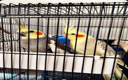 Cockatiels birds for sale: bird cockatiel  - Image 2