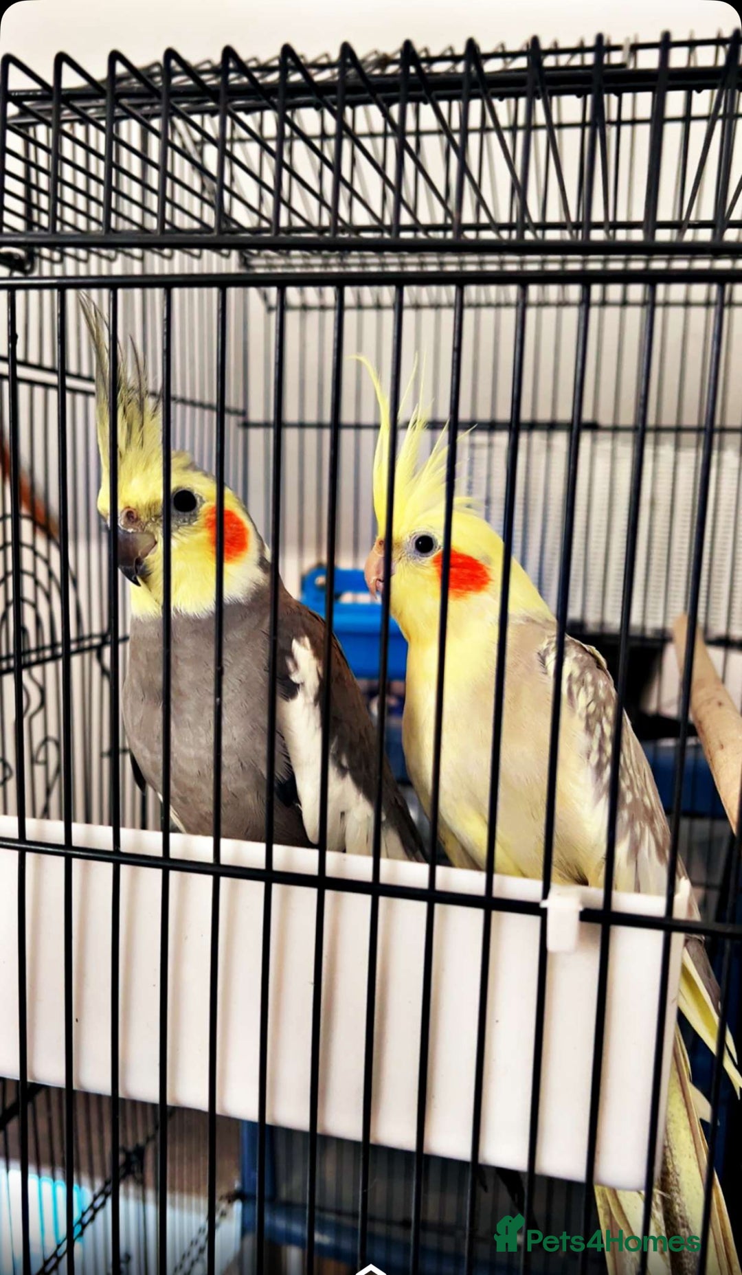 Cockatiels birds for sale: bird cockatiel  - Image 2