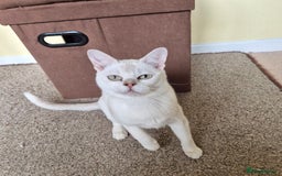 Burmilla cats for sale: Chocolate Silver Shaded Male Burmilla Kitten  - Image 10