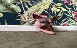 Sphynx cats for sale:  6 Beautiful Sphynx Kittens Ready Soon – 5★ - Image 6
