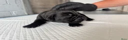Cane Corso dogs for sale: Beautiful litter of cane corso  in Sheerness - Advert 29