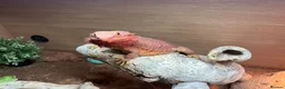 Bearded Dragon reptiles for sale: Red Bearded Dragon incl Viv and all accessories in Littlehampton - Advert 1