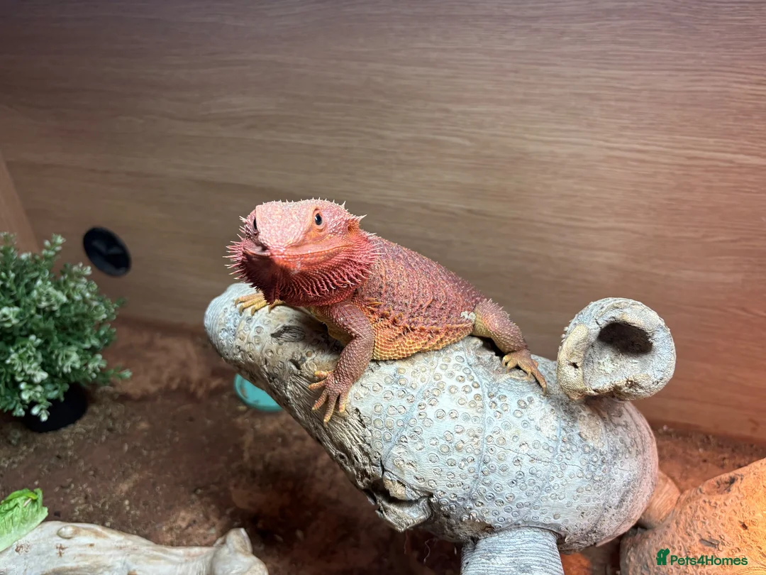 Bearded Dragon reptiles for sale: Red Bearded Dragon incl Viv and all accessories in Littlehampton - Advert 1