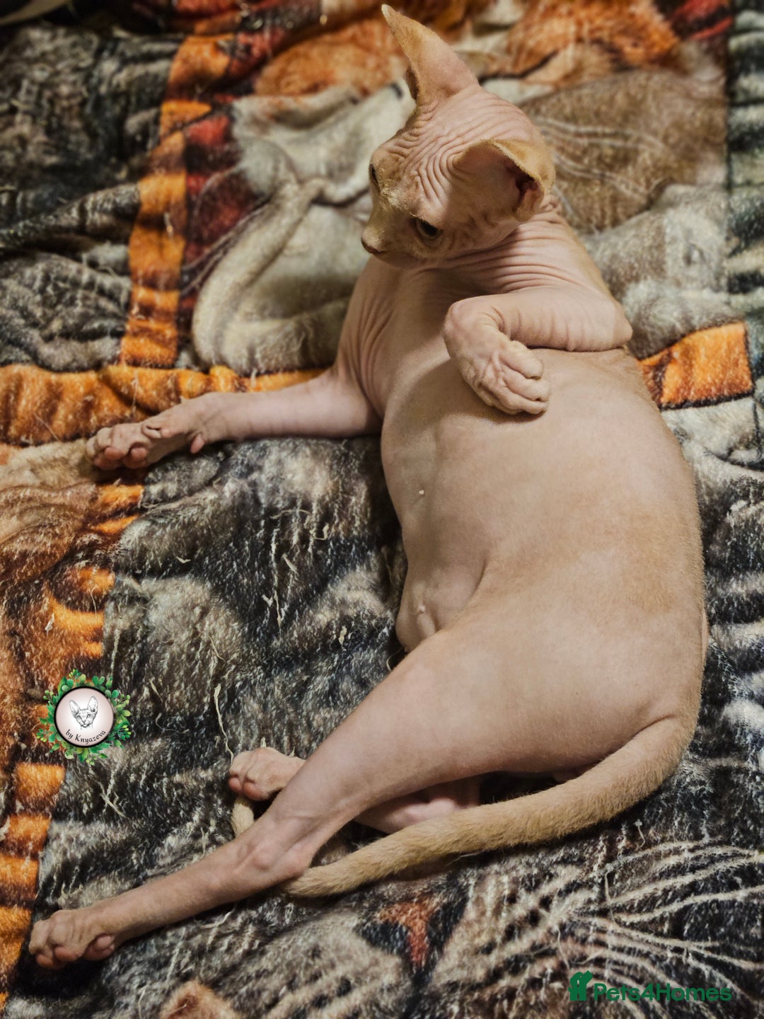 Sphynx cats for sale: Adorable Canadian Sphynx – Champion line - Advert 24