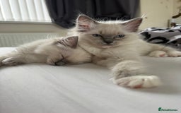 Ragdoll cats for sale: Beautiful Ragdol babies ready to leave  - Image 2