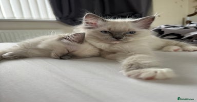 Ragdoll cats - Advert 10