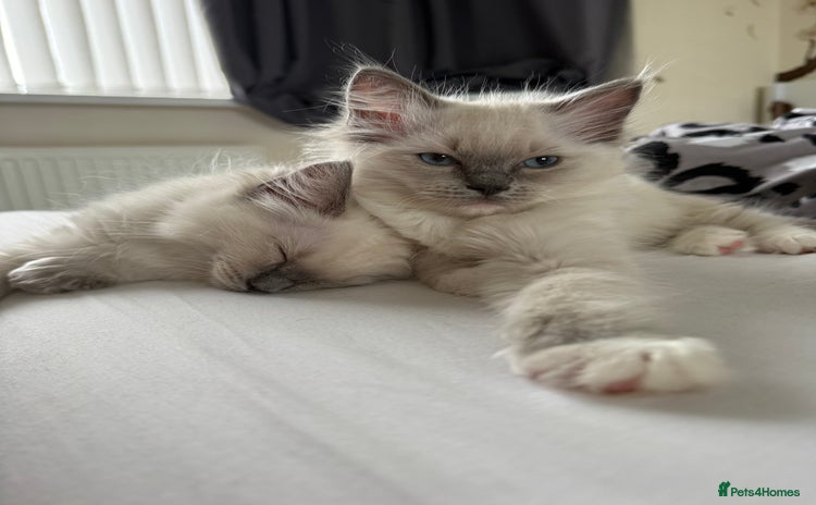 Ragdoll cats - Advert 15