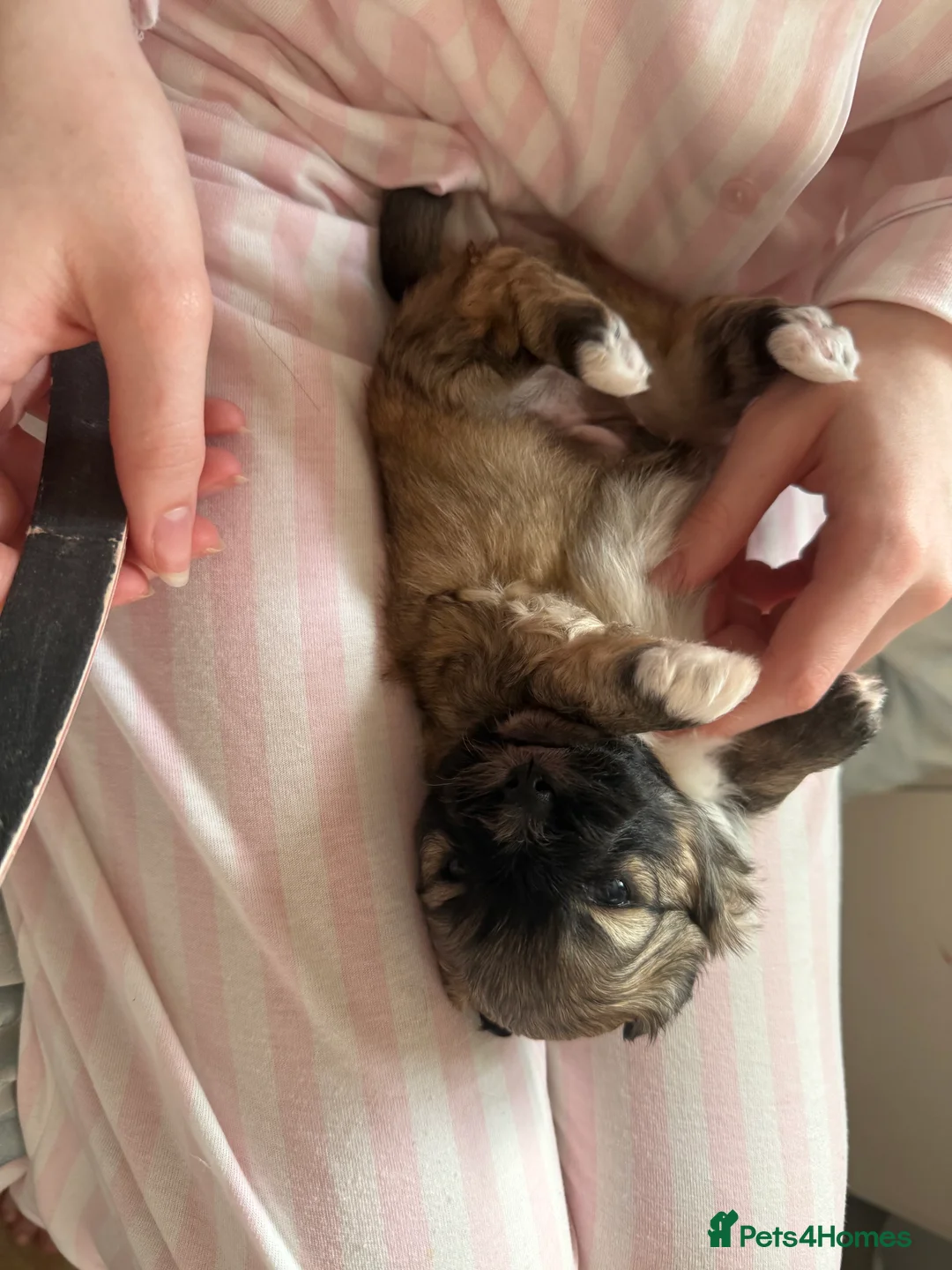 Mixed Breed dogs for sale: Peke'a'tease for sale. - Advert 2