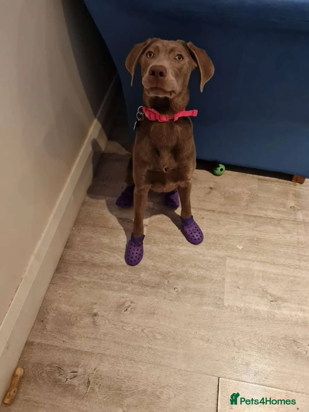 Labrador Retriever dogs for sale: Re homing dog  - Advert 7