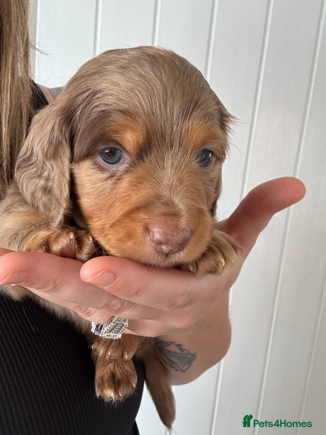 Miniature Dachshund dogs for sale: 3 Beautiful miniature longhair dachshund puppies - Image 25
