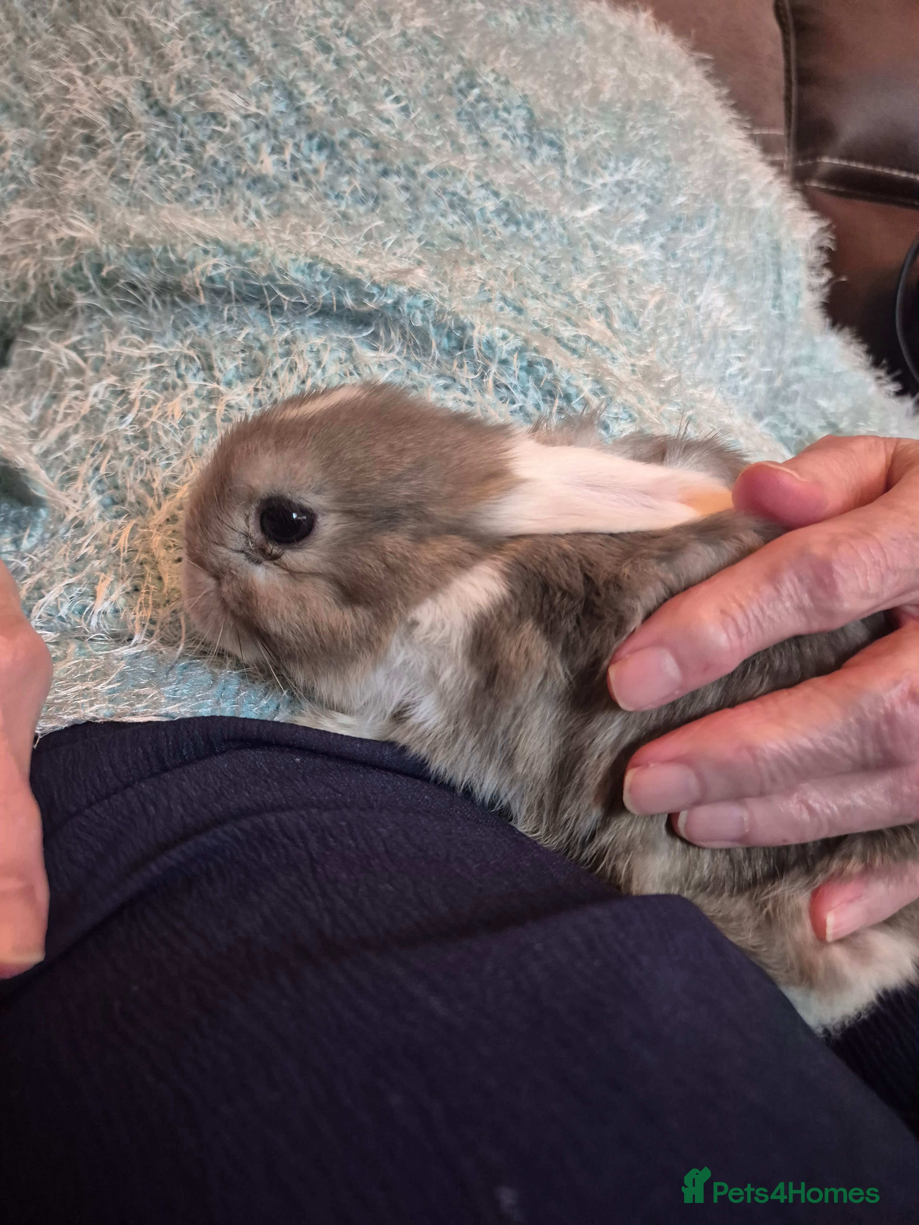 Mini Lop rabbits Lovely Male Mini Lop looking for loving new home  - Advert 1