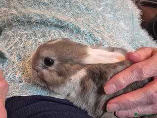 Mini Lop rabbits Lovely Male Mini Lop looking for loving new home - Advert 1