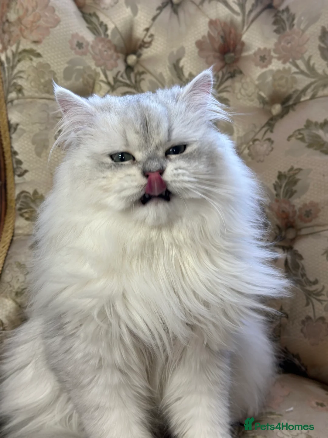 British Longhair cats for stud: TICA British long hair boy for stud  - Advert 6