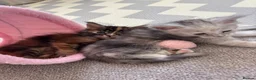 Maine Coon cats for sale: Beautiful Maine Coon kittens looking for new home - Advert 4