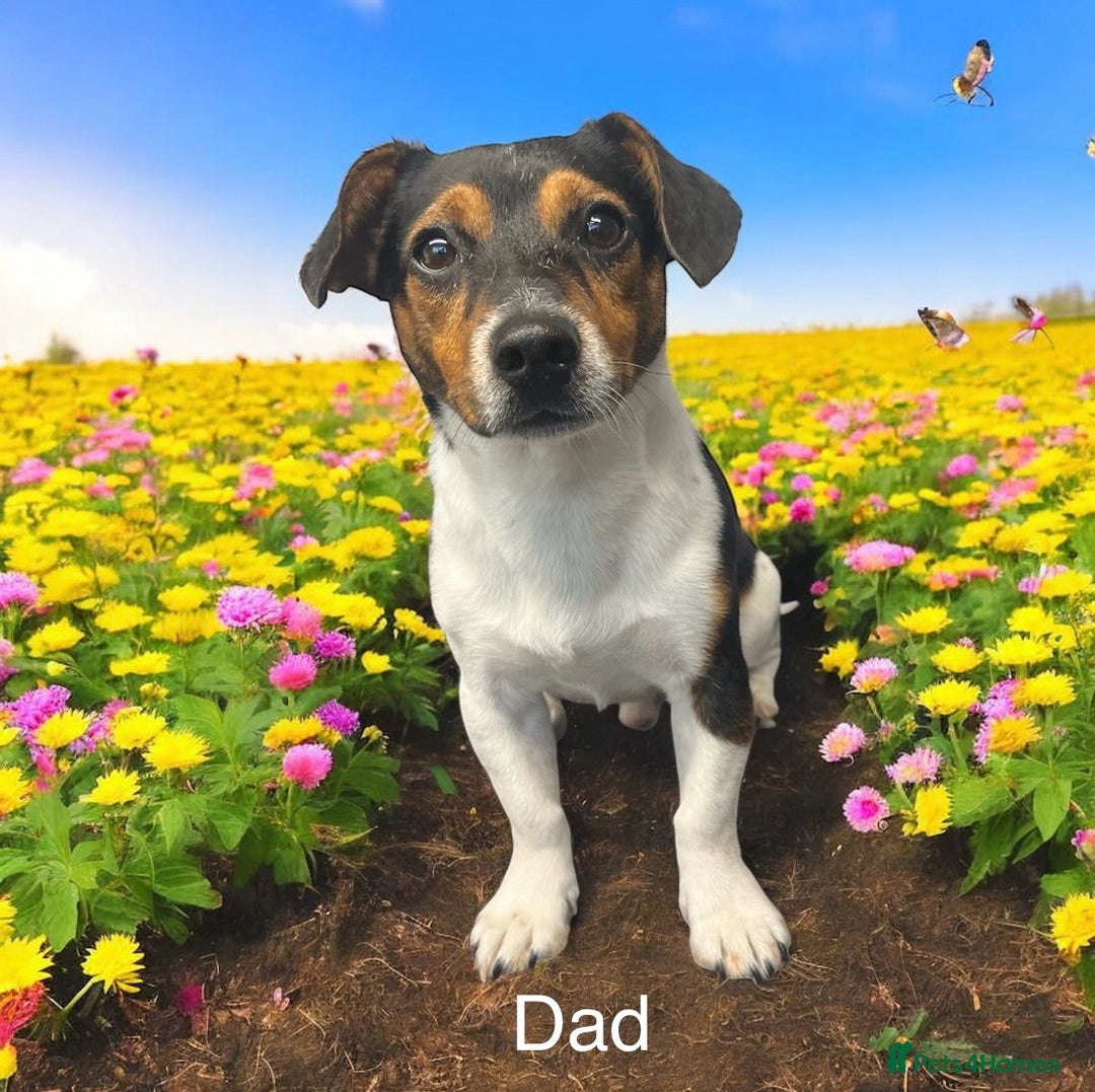 Jack Russell dogs for sale: Jack Russell Puppies for sale  - Image 9