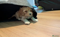 Cavapoo dogs for sale: Cavapoo puppies  - Image 12