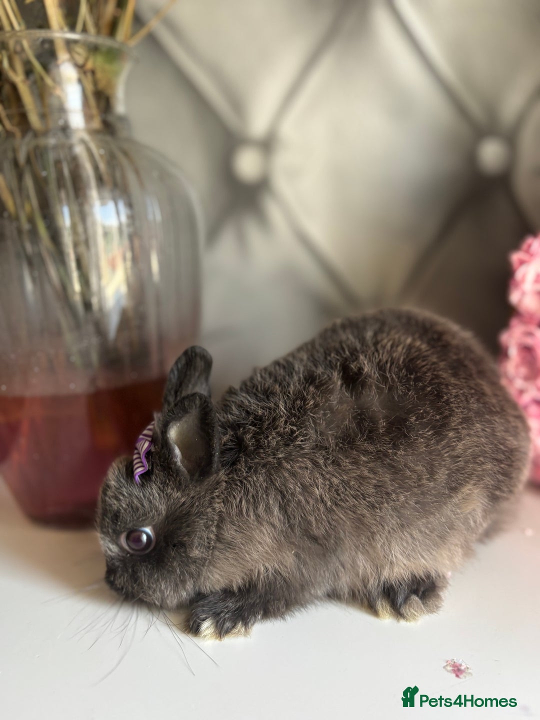 Netherland Dwarf rabbits for sale: Pure bred netherland dwarf babies  - Image 7