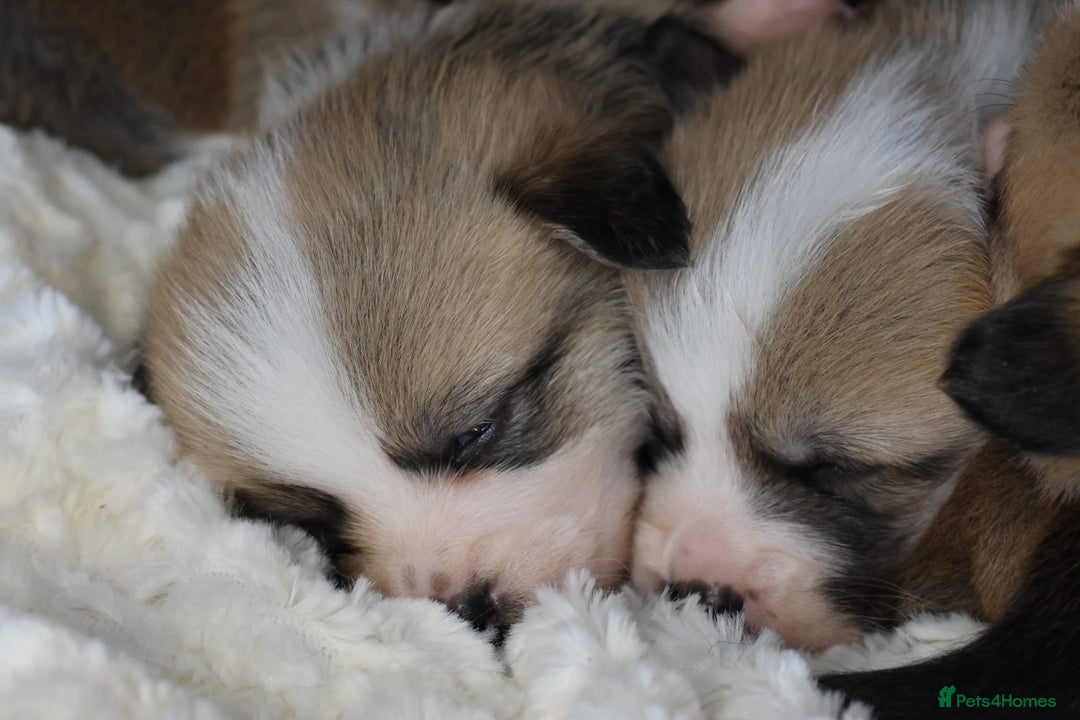 Welsh Corgi Pembroke dogs for sale: Show quality puppies - Image 13