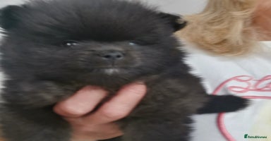 Pomeranian dogs - Advert 2