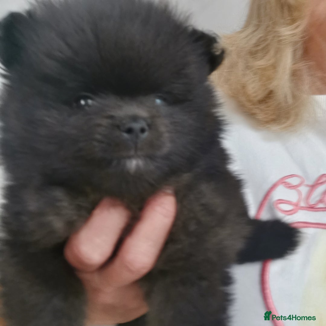 Pomeranian dogs for sale: Mini Pomeranians - Image 3