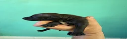 Italian Greyhound dogs for sale: Stunning Italian Greyhound Puppies  - Advert 11