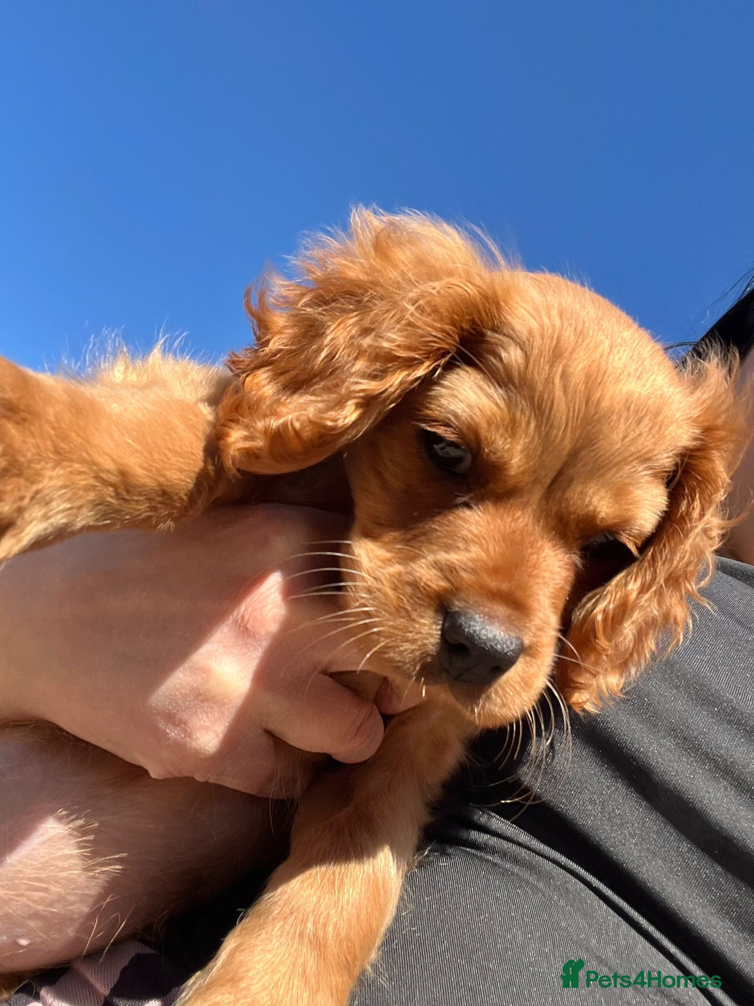 Cavapoo dogs Puppy 10 weeks old. Cavapoo - Advert 5