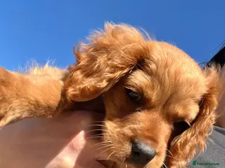 Cavapoo dogs Puppy 10 weeks old. Cavapoo - Advert 5