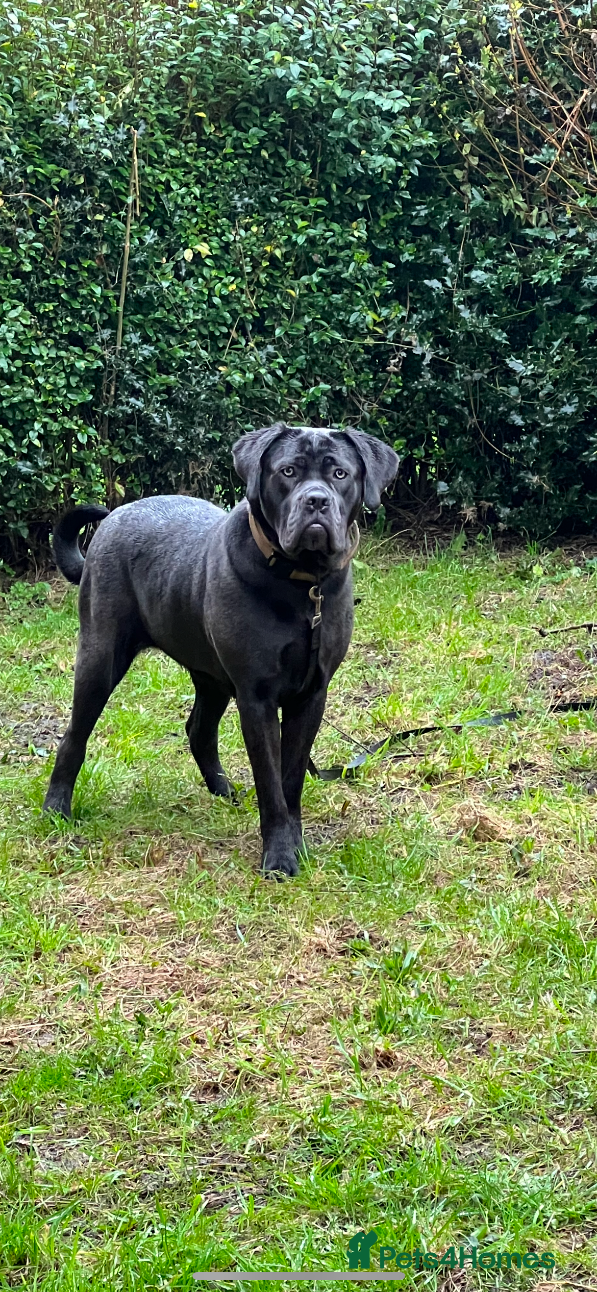 Cane Corso dogs Female cane corso  - Advert 1