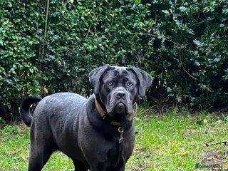 Cane Corso dogs Female cane corso - Advert 1