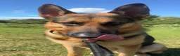 German Shepherd dogs for sale: German shepherd make for sale in Rotherham - Advert 4