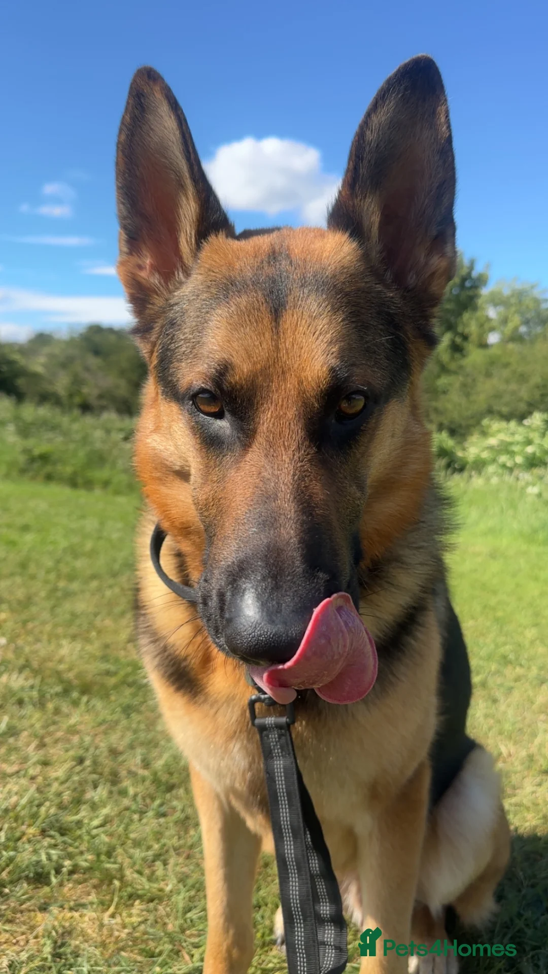 German Shepherd dogs for sale: German shepherd make for sale in Rotherham - Advert 4