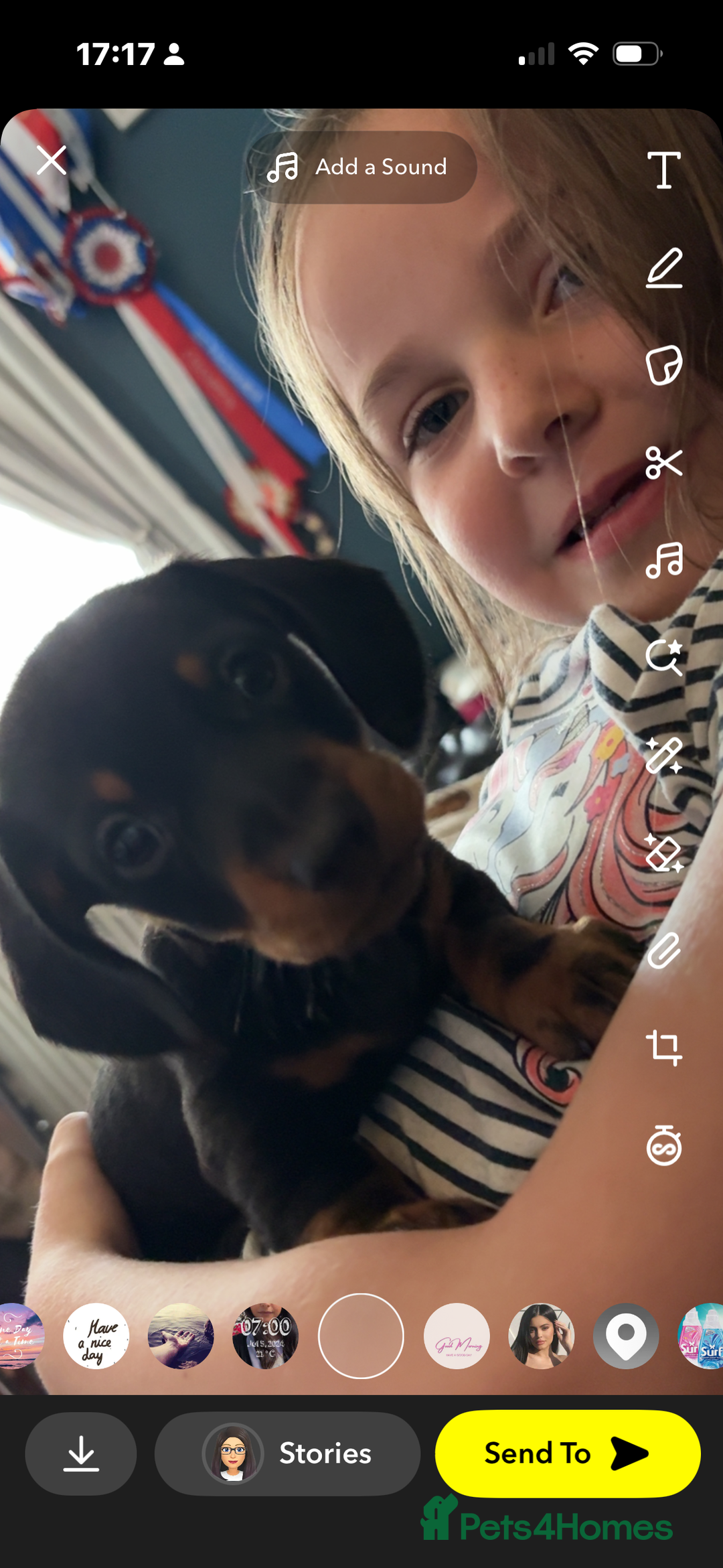 Miniature Dachshund dogs for sale: Male Miniature Dashshund pup for sale  - Image 5