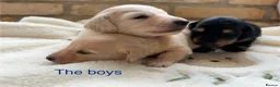 Miniature Dachshund dogs for sale: Beautiful Long haired miniature Dachshund Puppies  - Advert 16
