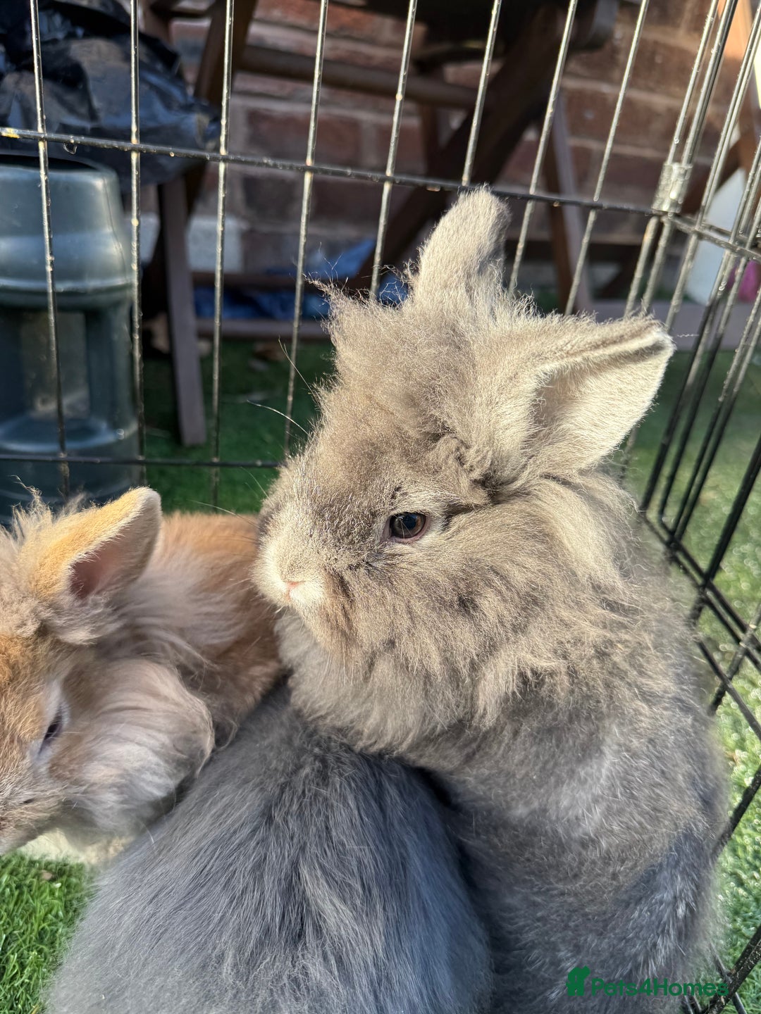 Mixed Breed rabbits for sale: Baby rabbits ready now  - Advert 3
