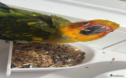Ringnecks birds for sale: Baby sun conure  in Redcar - Image 9