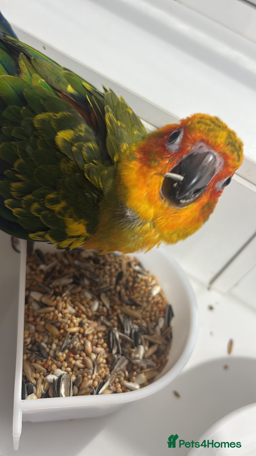 Ringnecks birds for sale: Baby sun conure  in Redcar - Image 9