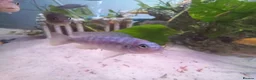 Cichlids fish for sale: African cichlids  - Advert 4