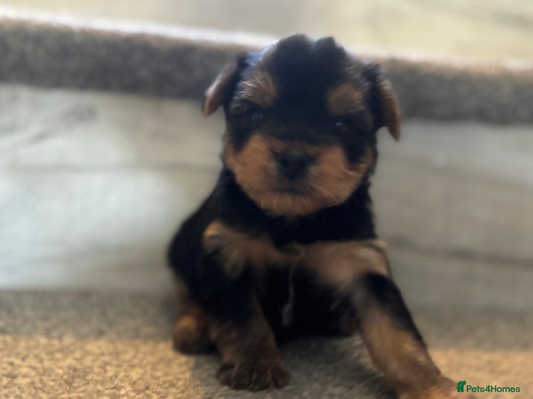 Yorkshire Terrier dogs for sale: Puree Yorkshire Terrier Puppies  - Image 6