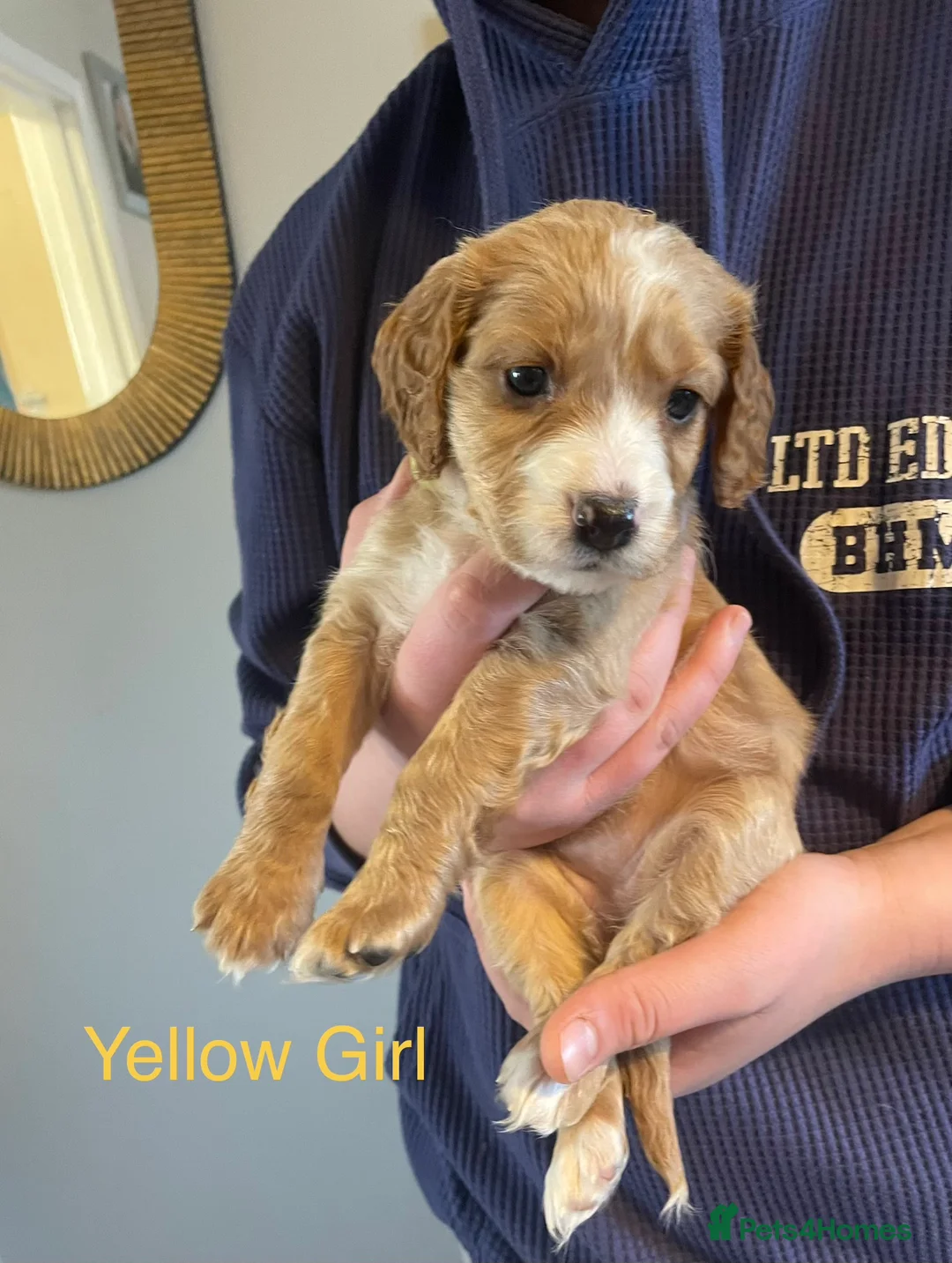 Cockapoo dogs for sale: Cocker spaniel x F1B cockapoo - Advert 4