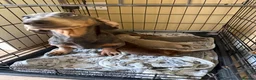 Dachshund dogs for sale: Beautiful Dachshund puppies  - Advert 5