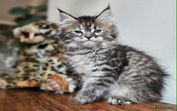 Maine Coon cats for sale: XXL Champion Line Maine Coons – Rare, Very Fluffy! - Advert 21