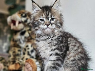 Maine Coon cats - Advert 1