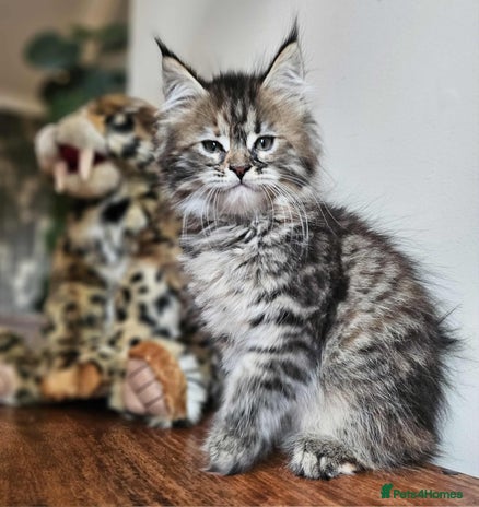 Maine Coon cats - Advert 3