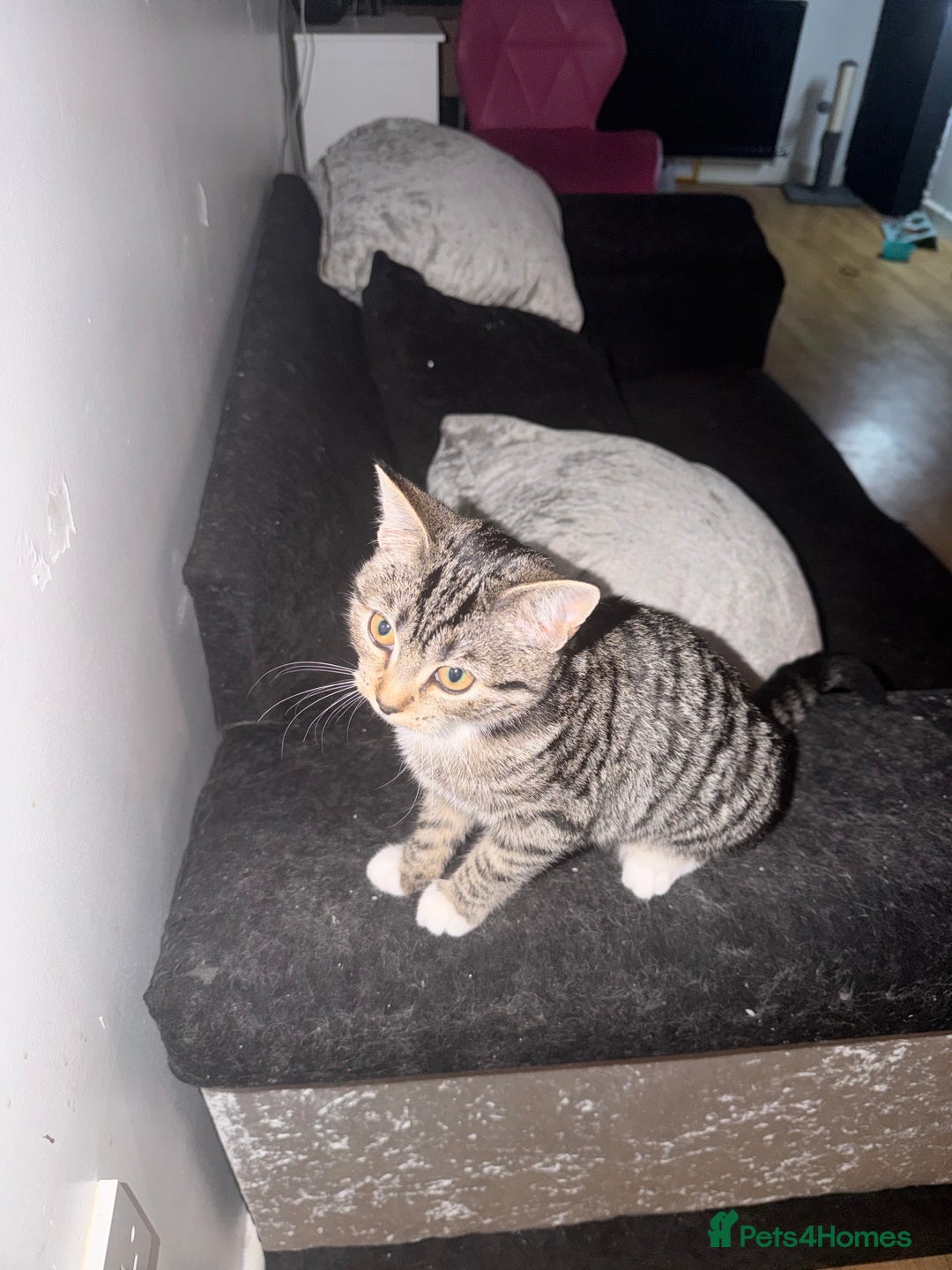 Mixed Breed cats for sale: 4 month old kitten  - Advert 1