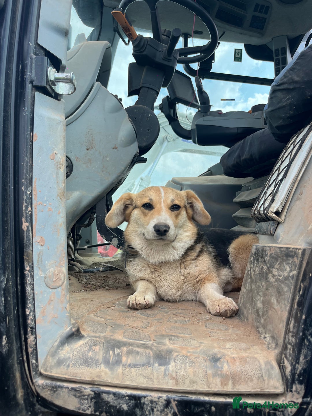 Welsh Corgi Pembroke dogs for sale: KC Registered Cuties! Pembrokeshire Corgi Puppies - Image 15