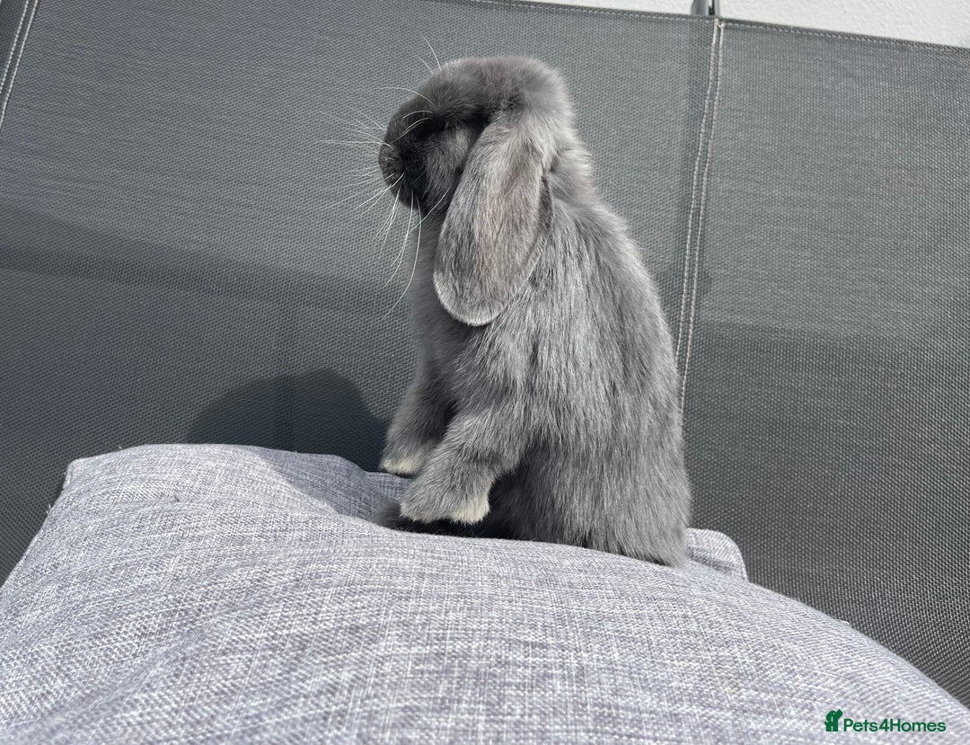 Mini Lop rabbits for sale: Mini Lop Girl READY TO LEAVE NOW - Image 5