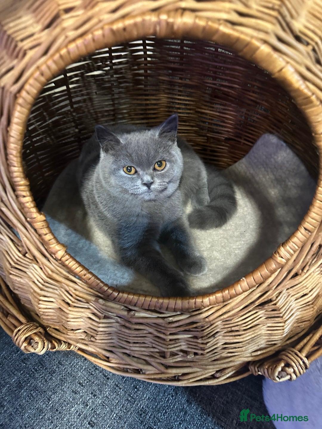British Shorthair cats for sale: British Shorthair GCCF Registered Kittens  - Advert 2